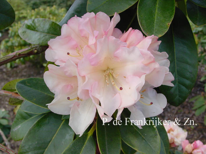 Rhododendron 'Unique'