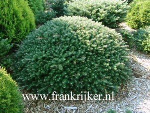 Abies koreana 'Green Carpet' (69162)