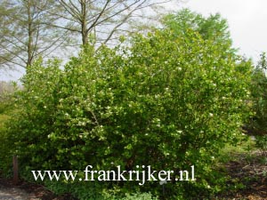 Aronia prunifolia 'Viking'