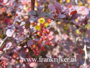 Berberis ottawensis 'Superba'