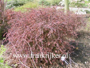 Berberis thunbergii 'Harlequin'