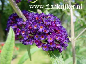 Buddleja davidii 'African Queen'