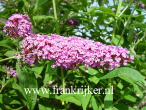 Buddleja davidii 'Fascinating' (69177)