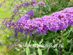 Buddleja davidii 'Nanho Purple'