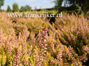 Calluna vulgaris 'Boskoop'