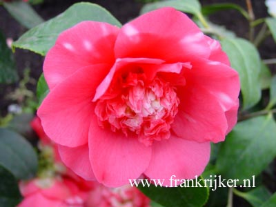 Camellia japonica 'Elegans'