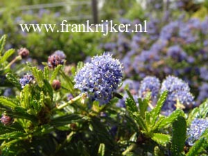 Ceanothus 'Blue Diamond'