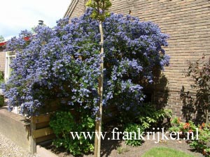 Ceanothus 'Concha'