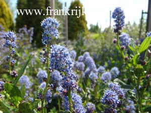 Ceanothus 'Delight'