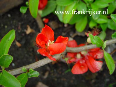 Chaenomeles superba 'Texas Scarlet'