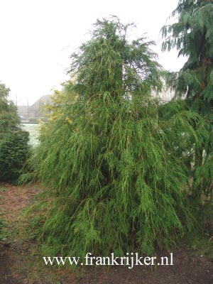 Chamaecyparis lawsoniana 'Filifera'