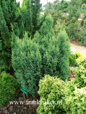 Chamaecyparis lawsoniana 'Snow White'