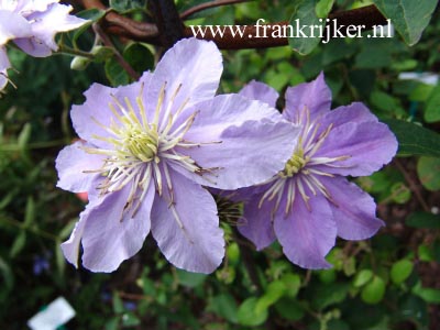 Clematis 'Justa' (69214)