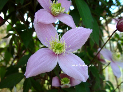 Clematis 'Vera'