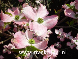 Cornus florida 'Sweetwater Red'