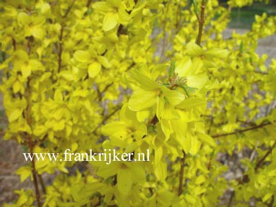 Forsythia intermedia 'Flojor' (MINIGOLD)