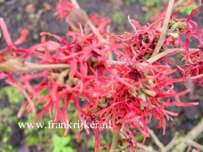 Hamamelis intermedia 'Livia'