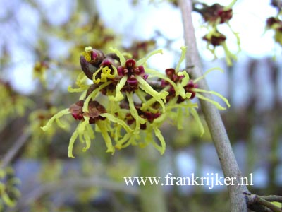 Hamamelis japonica 'Pendula'