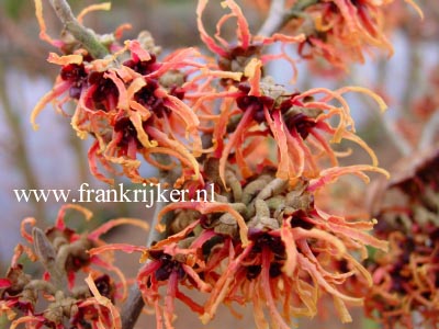 Hamamelis intermedia 'Robin'