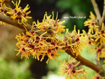 Hamamelis 'Rochester'