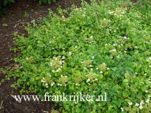 Hydrangea anomala 'Cordifolia'