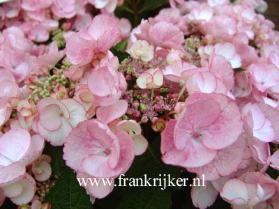 Hydrangea macrophylla 'Sheila'