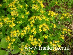 Hypericum inodorum 'Orange Flair' (69265)