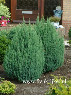 Juniperus chinensis 'Stricta'