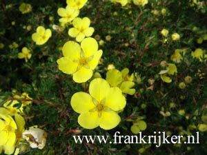 Potentilla fruticosa 'Living Daylight'