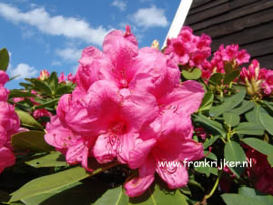 Rhododendron 'Anna Rose Whitney'