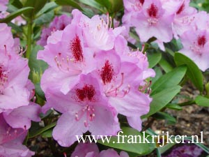 Rhododendron 'Holstein'