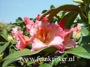 Rhododendron 'Orange Girl'