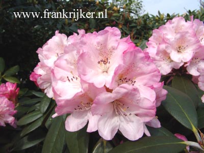 Rhododendron 'Santiago'