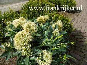 Skimmia japonica 'Godrie's Dwarf'