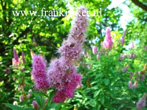 Spiraea billiardii