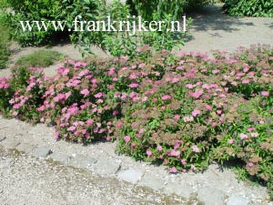 Spiraea japonica 'Crispa'