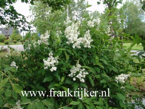 Syringa 'Agnes Smith'