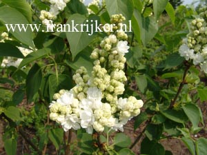 Syringa vulgaris 'Monique Lemoine' (69477)