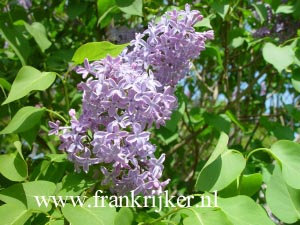 Syringa vulgaris