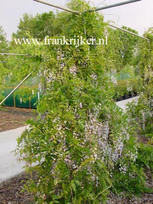 Wisteria floribunda 'Eranthema'