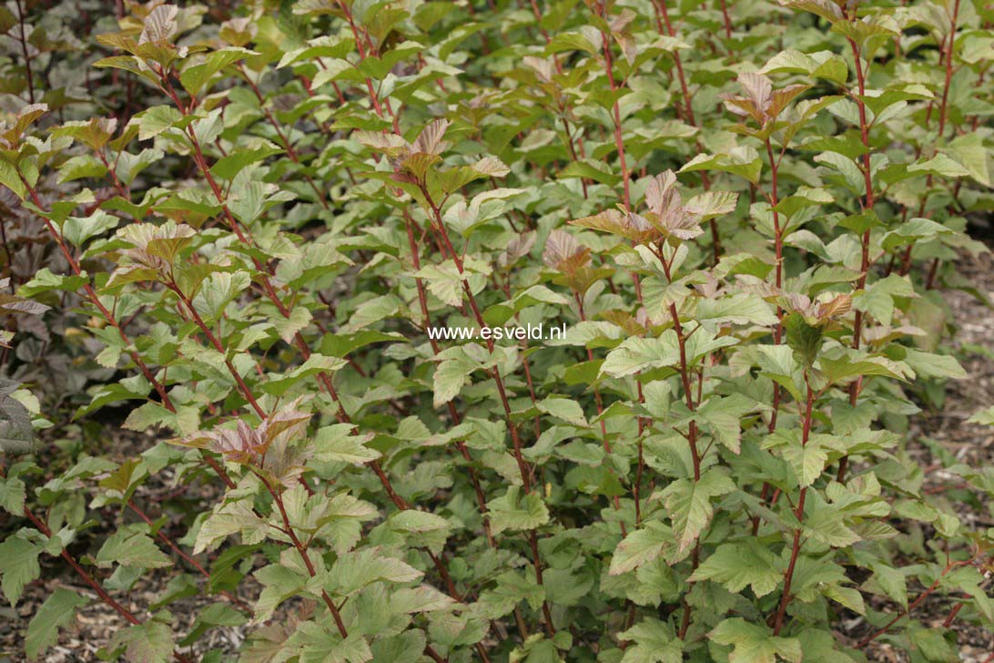 Physocarpus opulifolius 'Jefam' (AMBER JUBILEE)