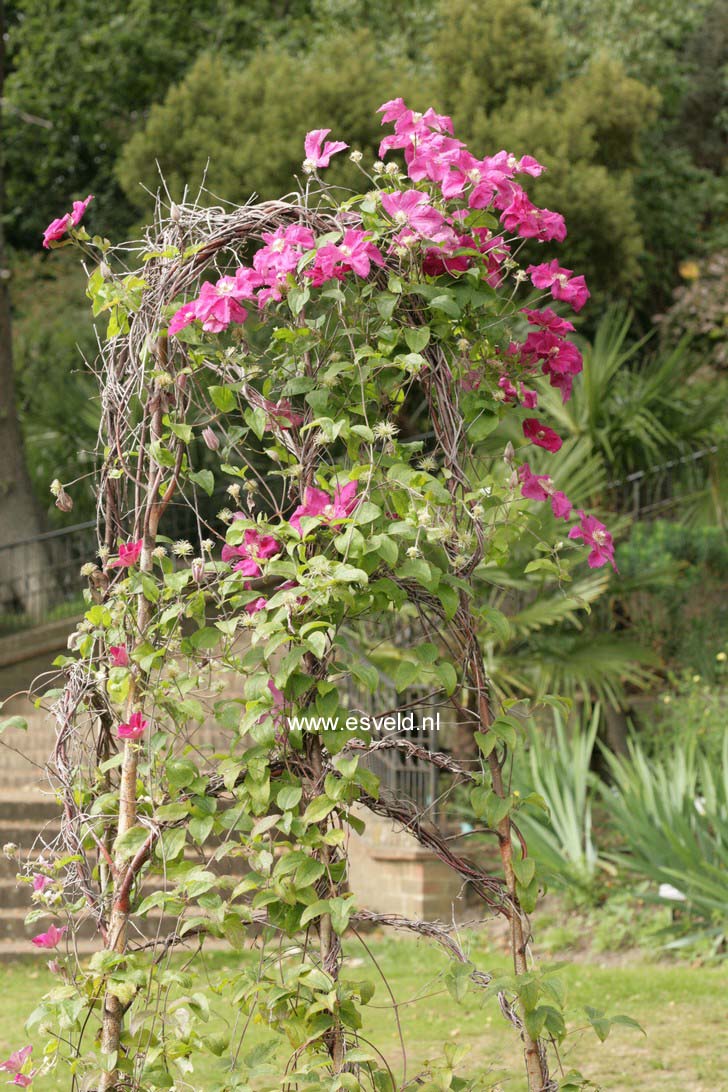 Clematis 'Ernest Markham'