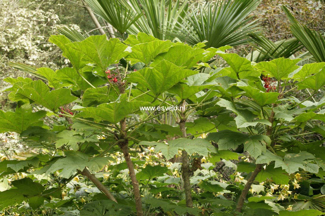 Oplopanax horridus