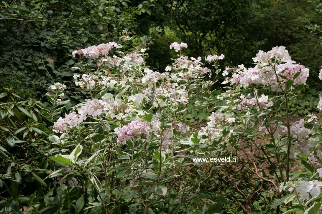 Hydrangea macrophylla 'Maculata'