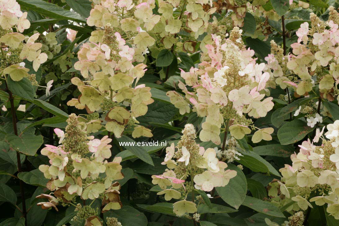 Hydrangea paniculata 'Floribunda'