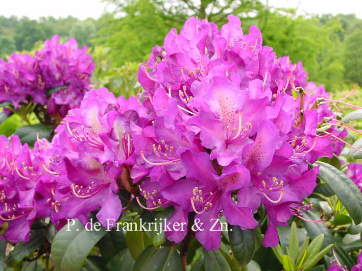 Rhododendron 'Monika'