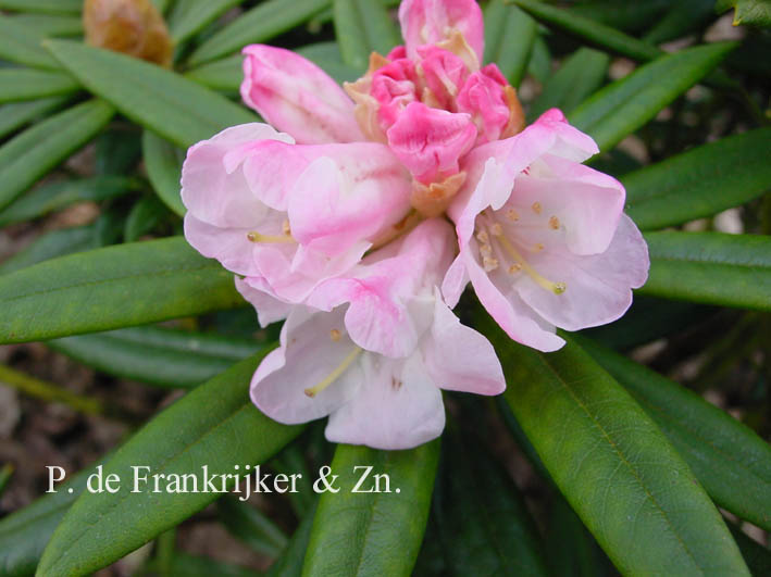 Rhododendron 'Blewbury'