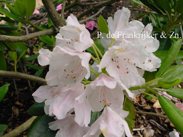 Rhododendron 'Catawbiense Album'