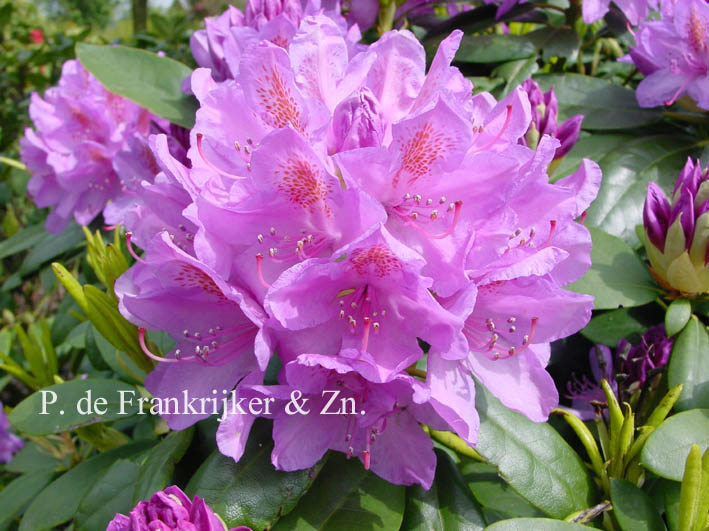 Rhododendron 'Boursault'