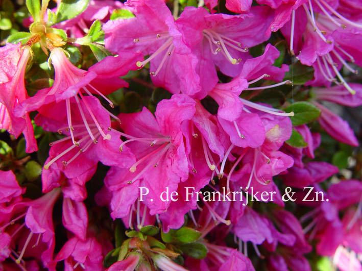 Azalea 'Diamant Paars'